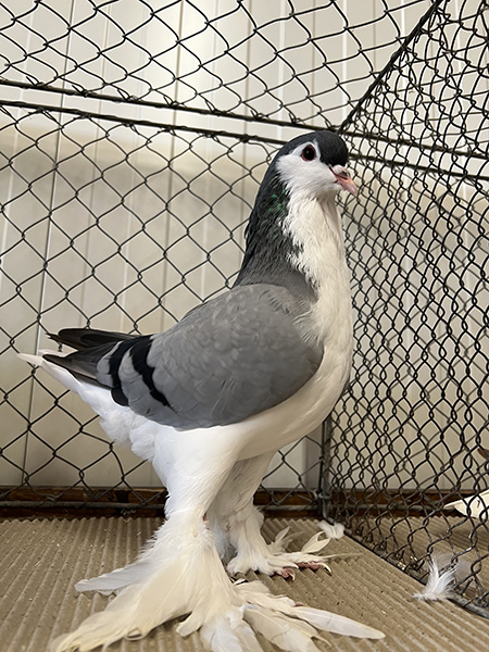 Lahore, blau mit Binden